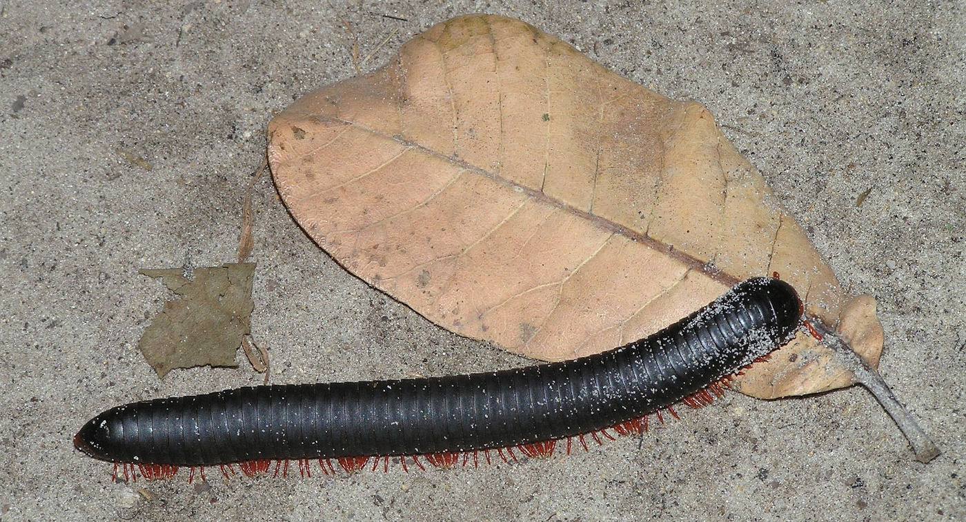 A large millipede next to a brown leaf.