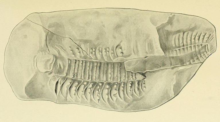 Illustration of a partial Arthropleura fossil