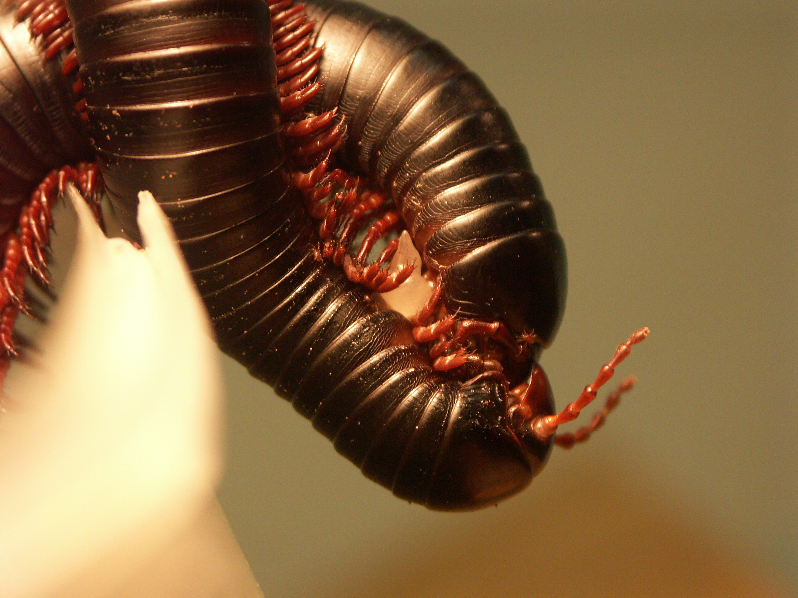 Two giant millipedes preparing to mate