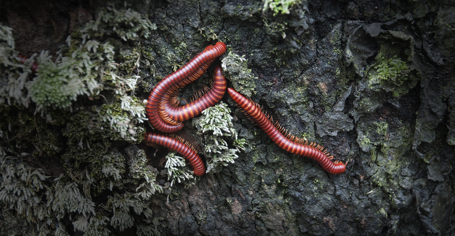 Multiple red giant millipedes