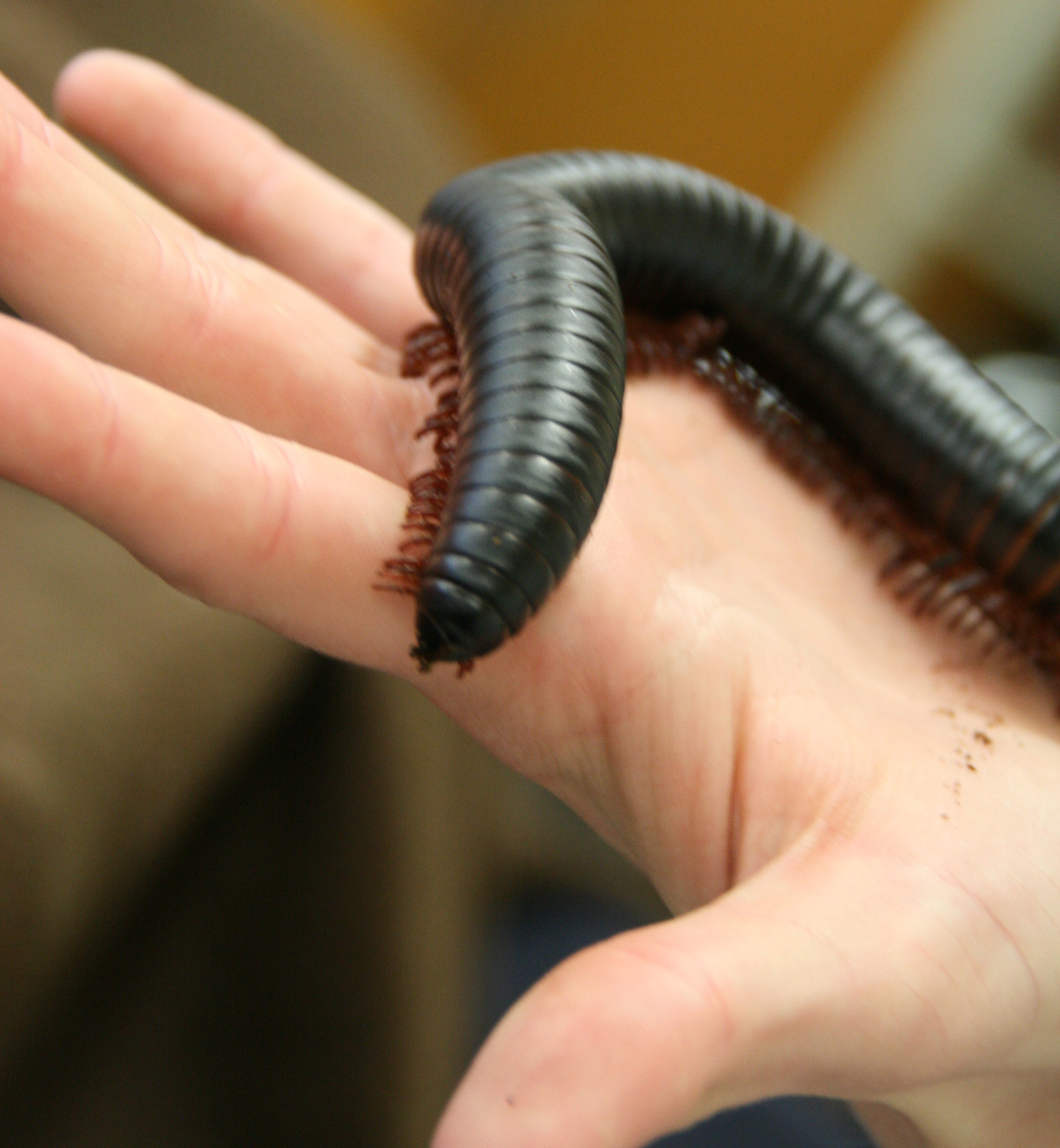 Giant millipede resting on a person's hand