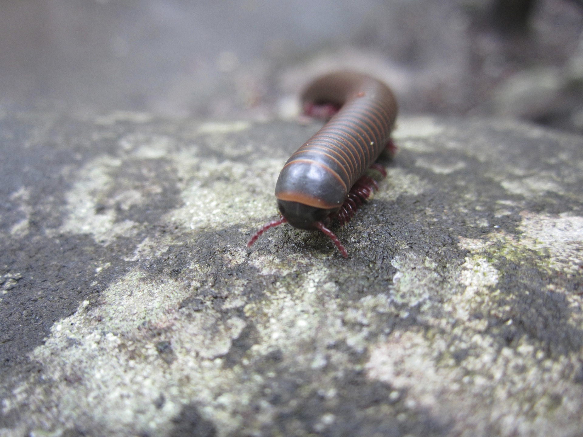 Gray giant millipede facing straight ahead.