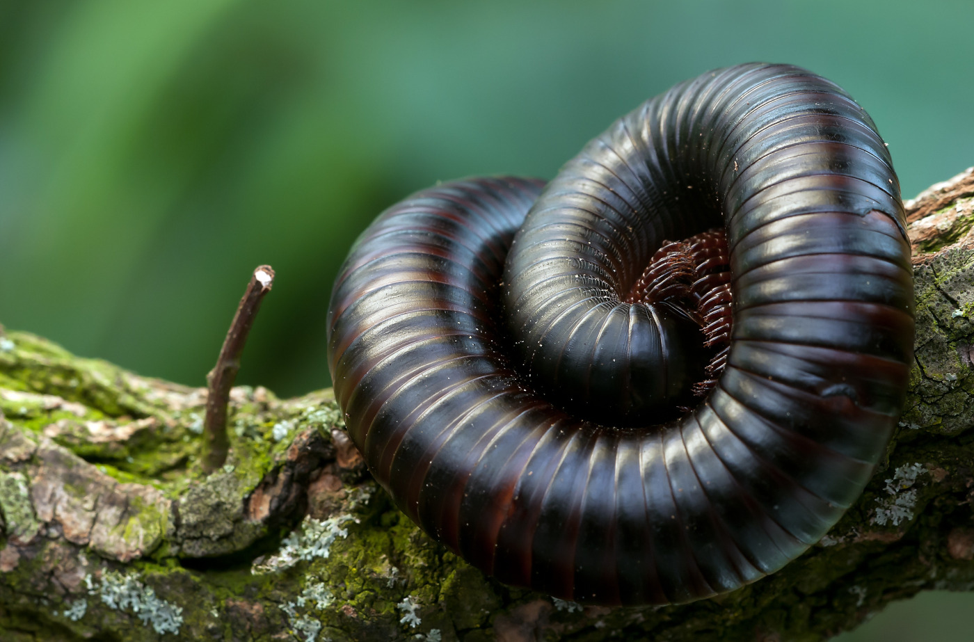 Giant African Millipede curled up on tree branch