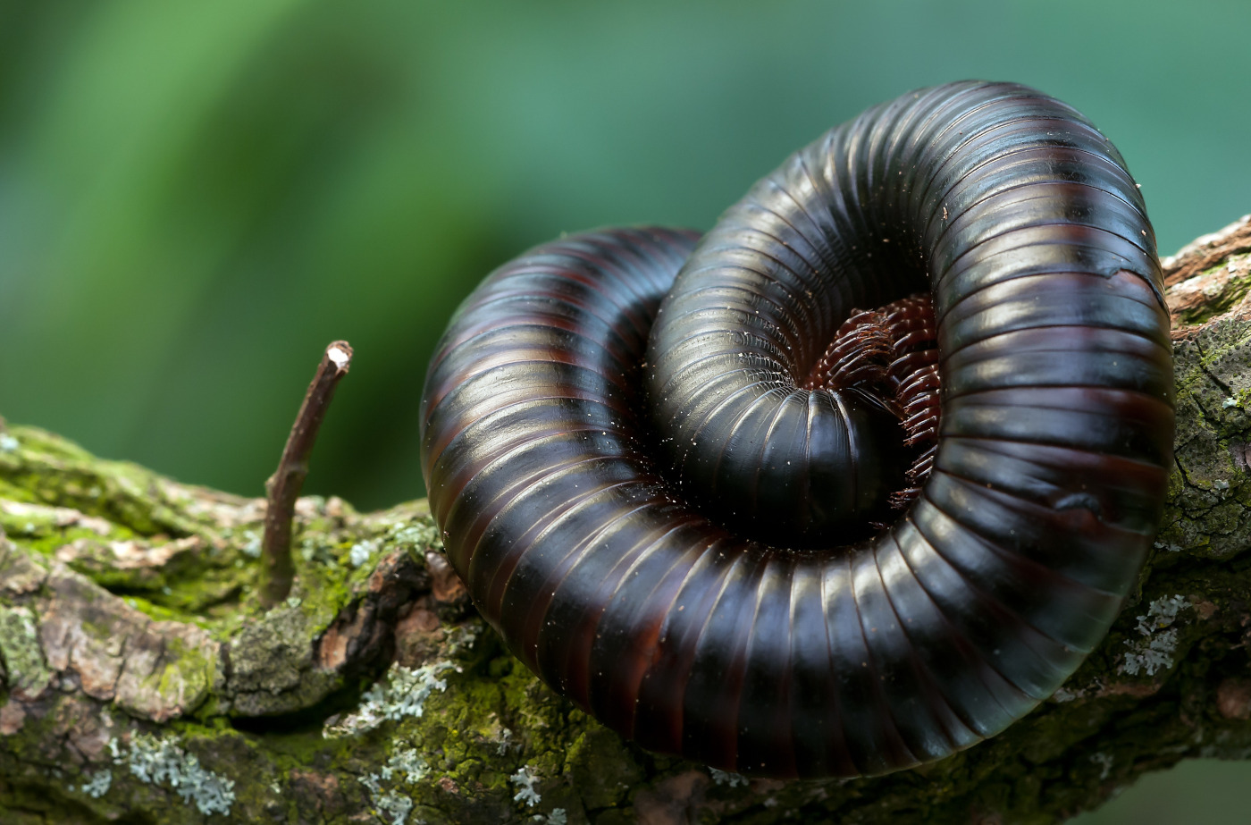 giant millipede