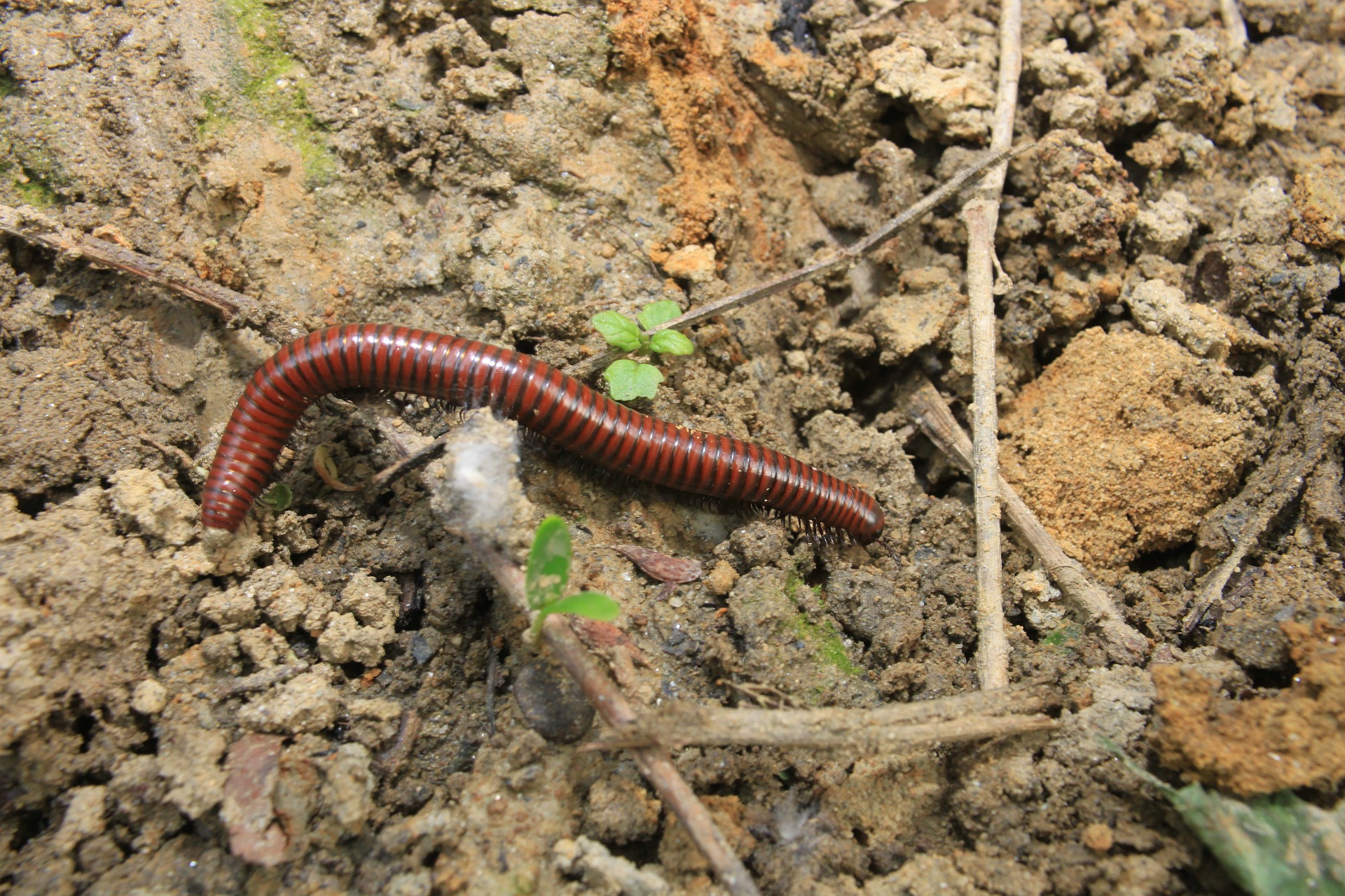 A giant millipede crawls across the dirt.