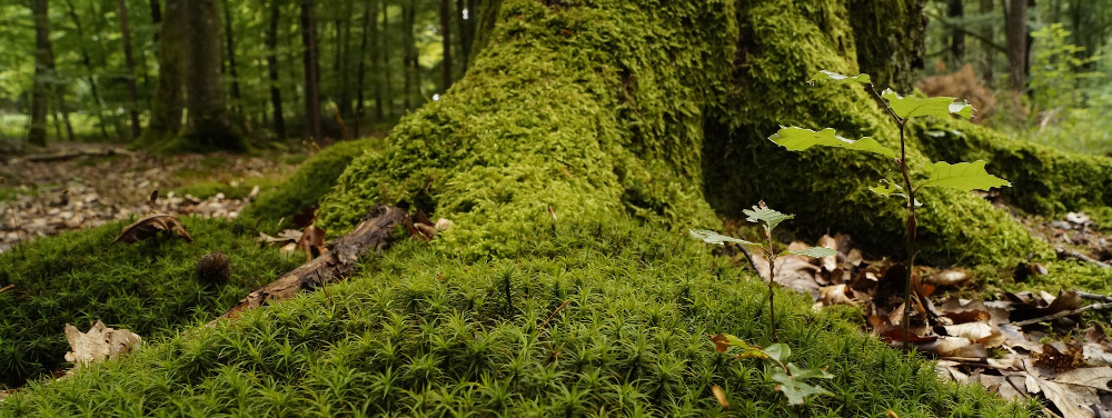 Moss, small plants, and base of a tree on the forest floor
