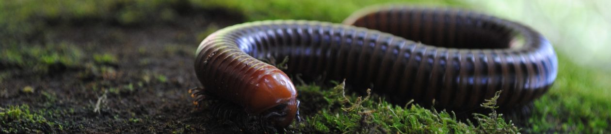 Giant Millipedes