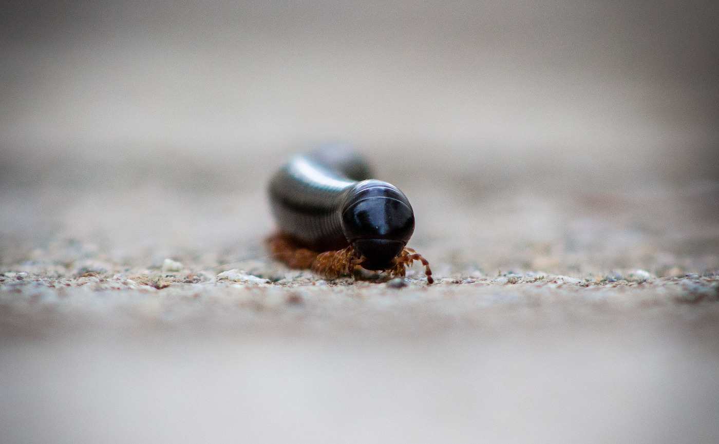 Front view of giant millipede