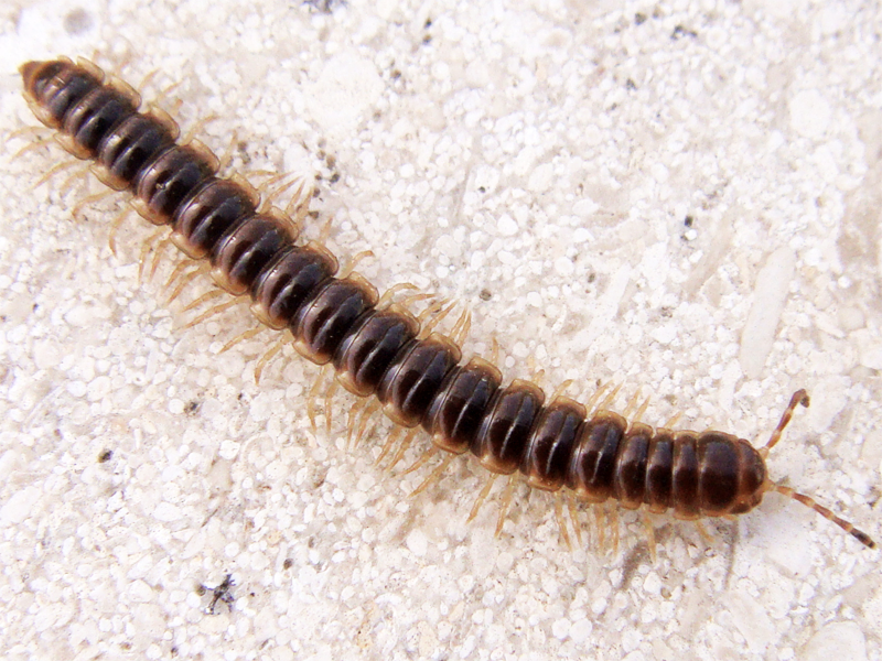 A small greenhouse millipede