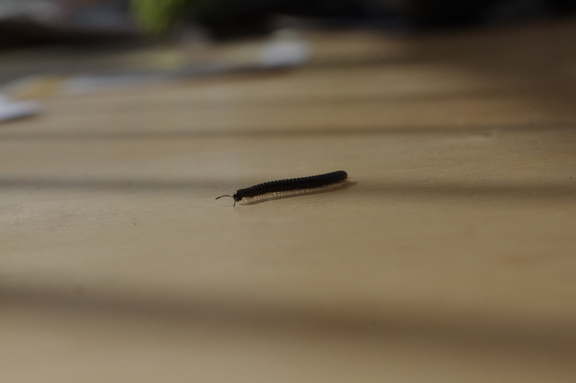 A small millipede walking across a surface.