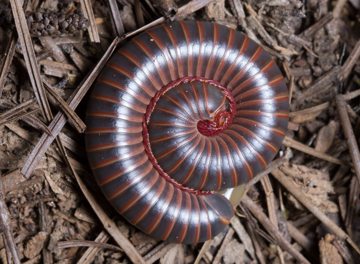 An American Giant Millipede coiled up