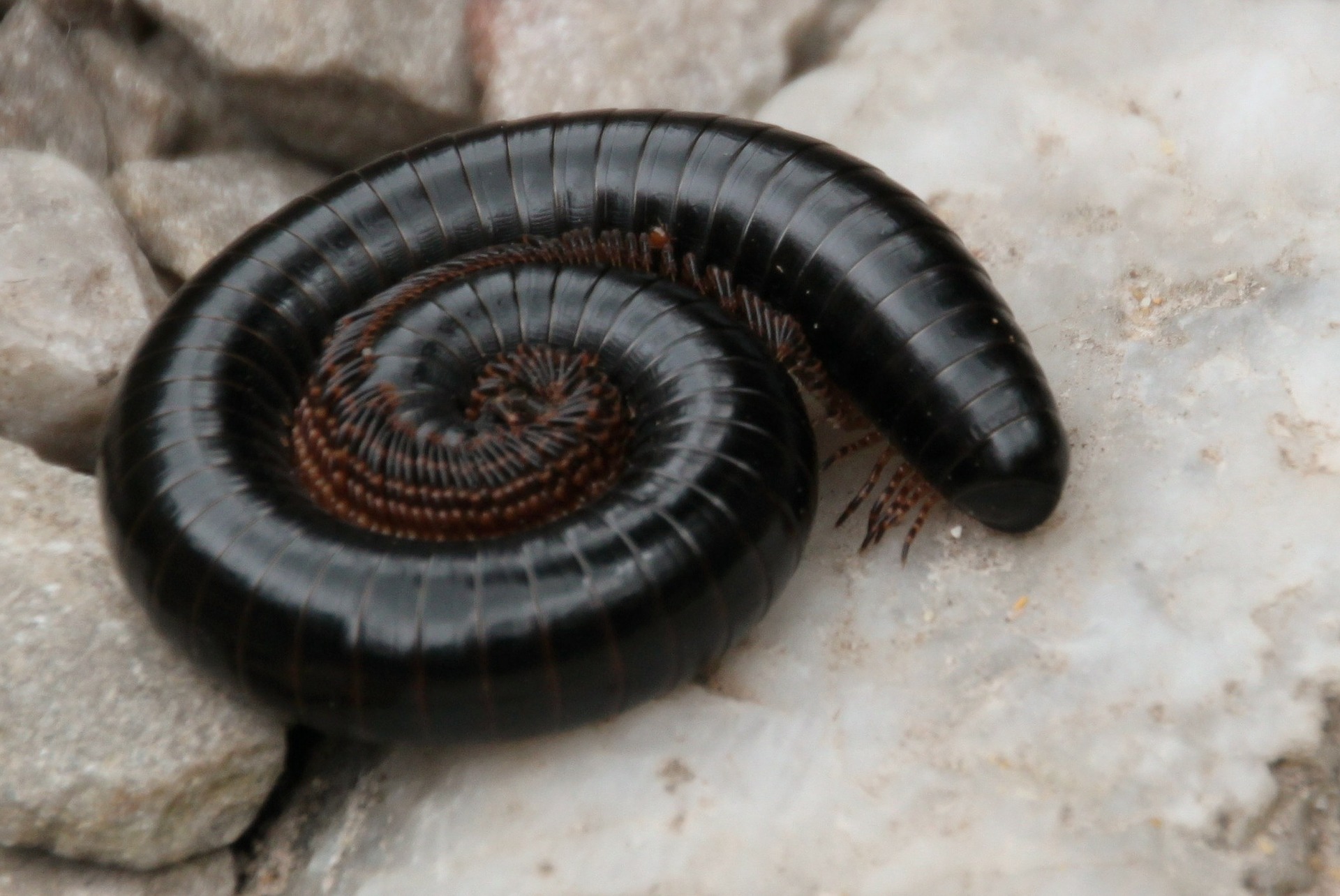 An african giant millipede sitting on some rocks
