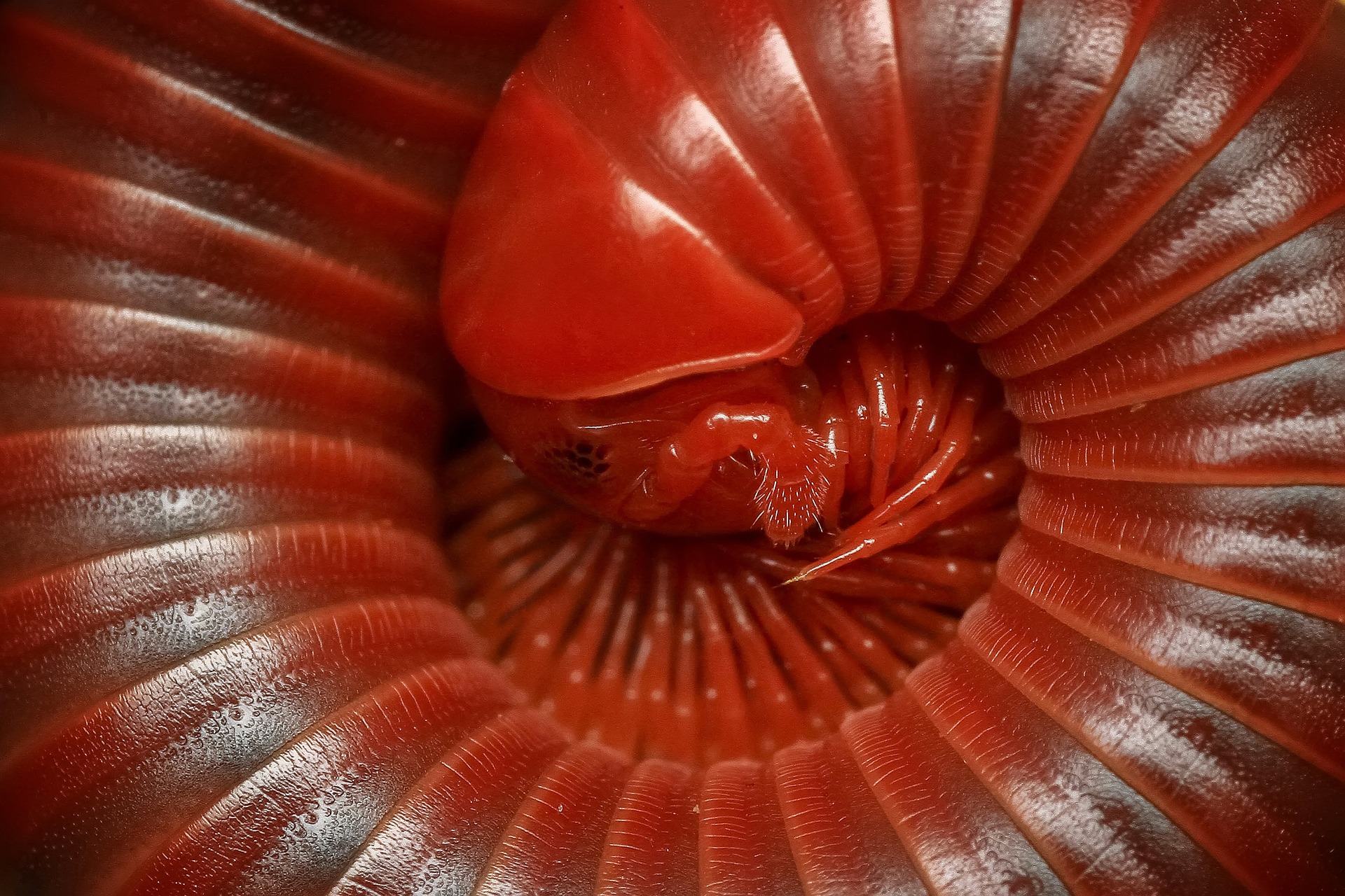 Close-up o bright Red Millipede curled in a ball