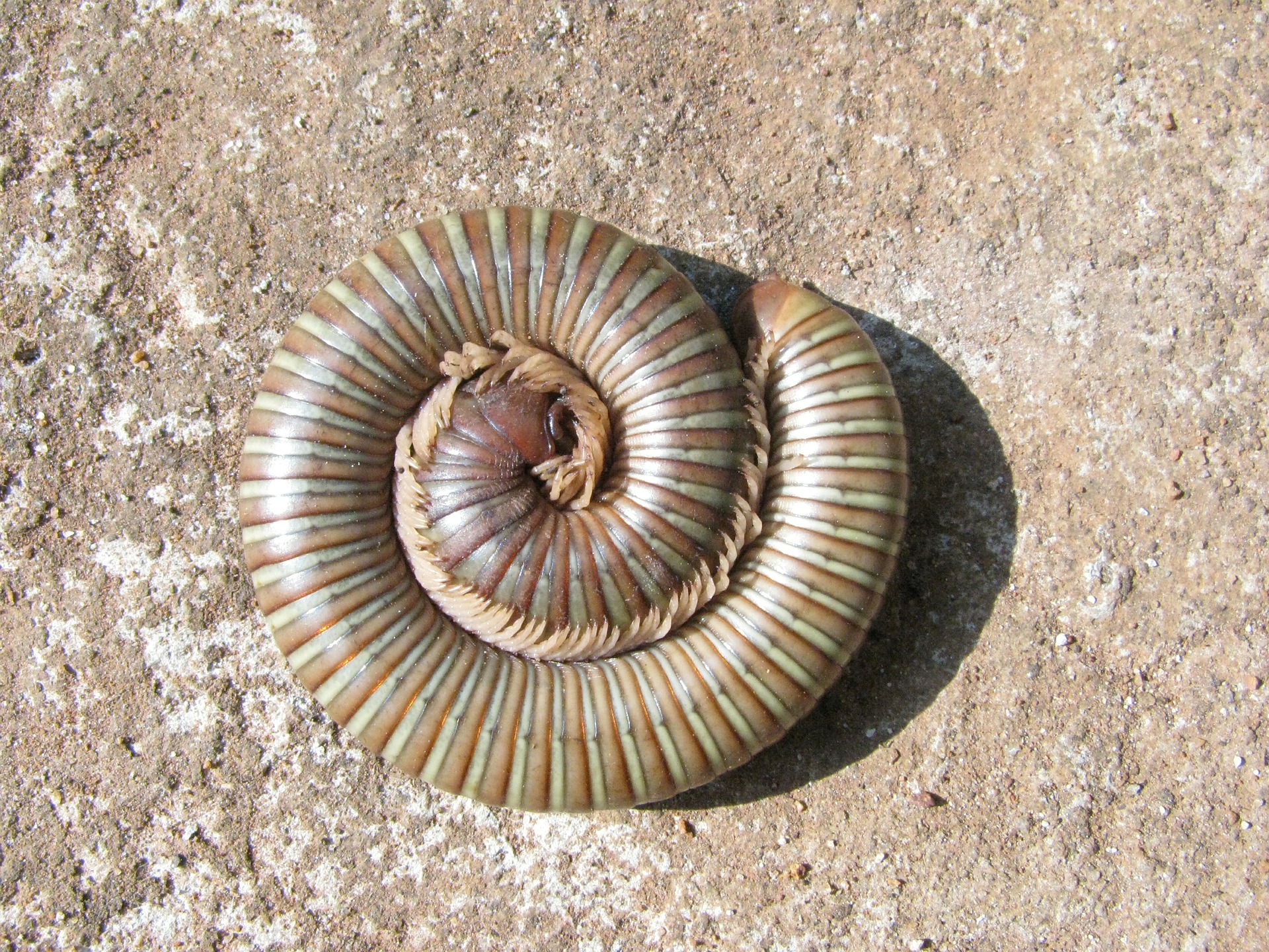 A desert millipede coiled up on the sand