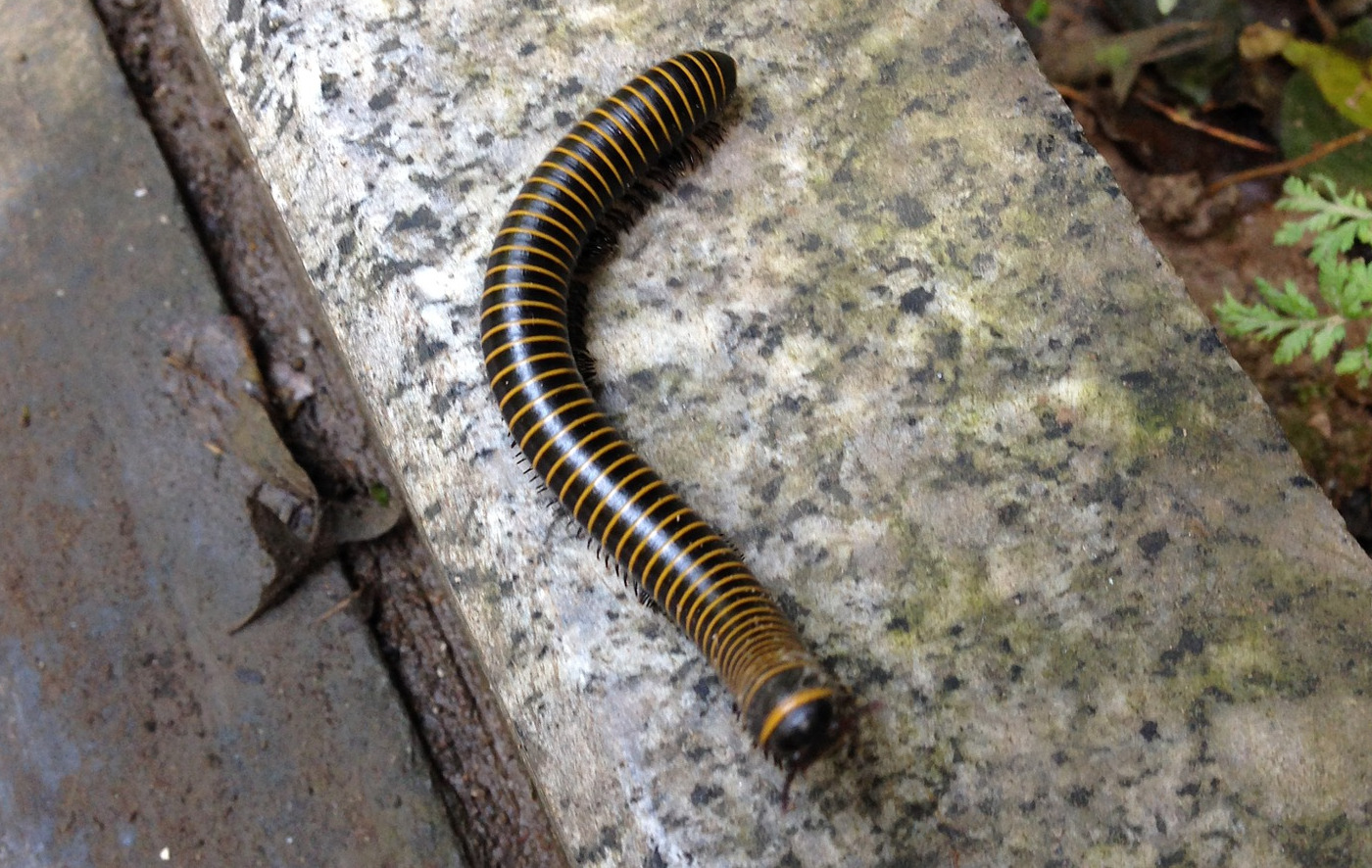 Bumble Bee Millipede on the side of the road