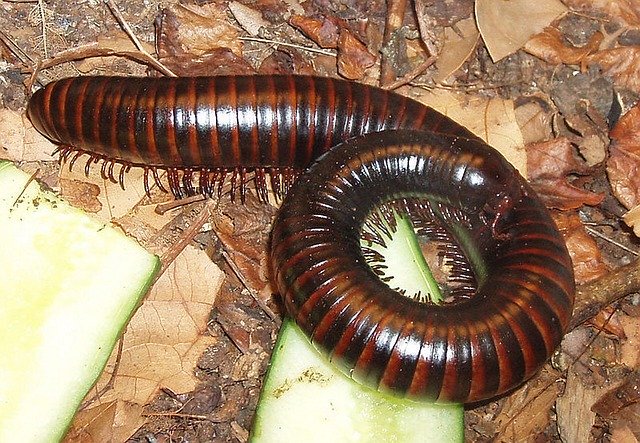 A giant millipede inspecting fallen leaves or a meal.
