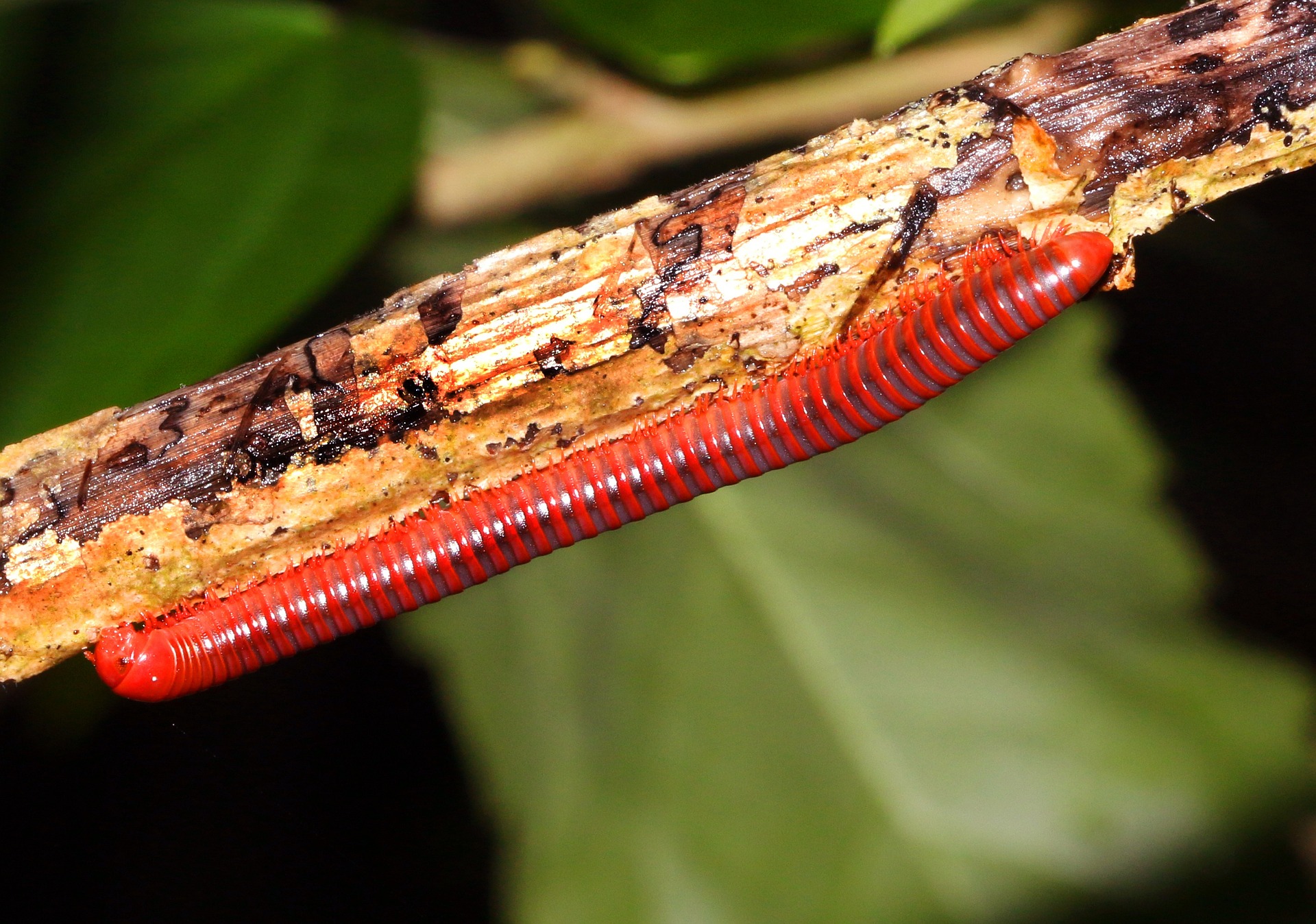 Bright red giant millipede crawling on wood.
