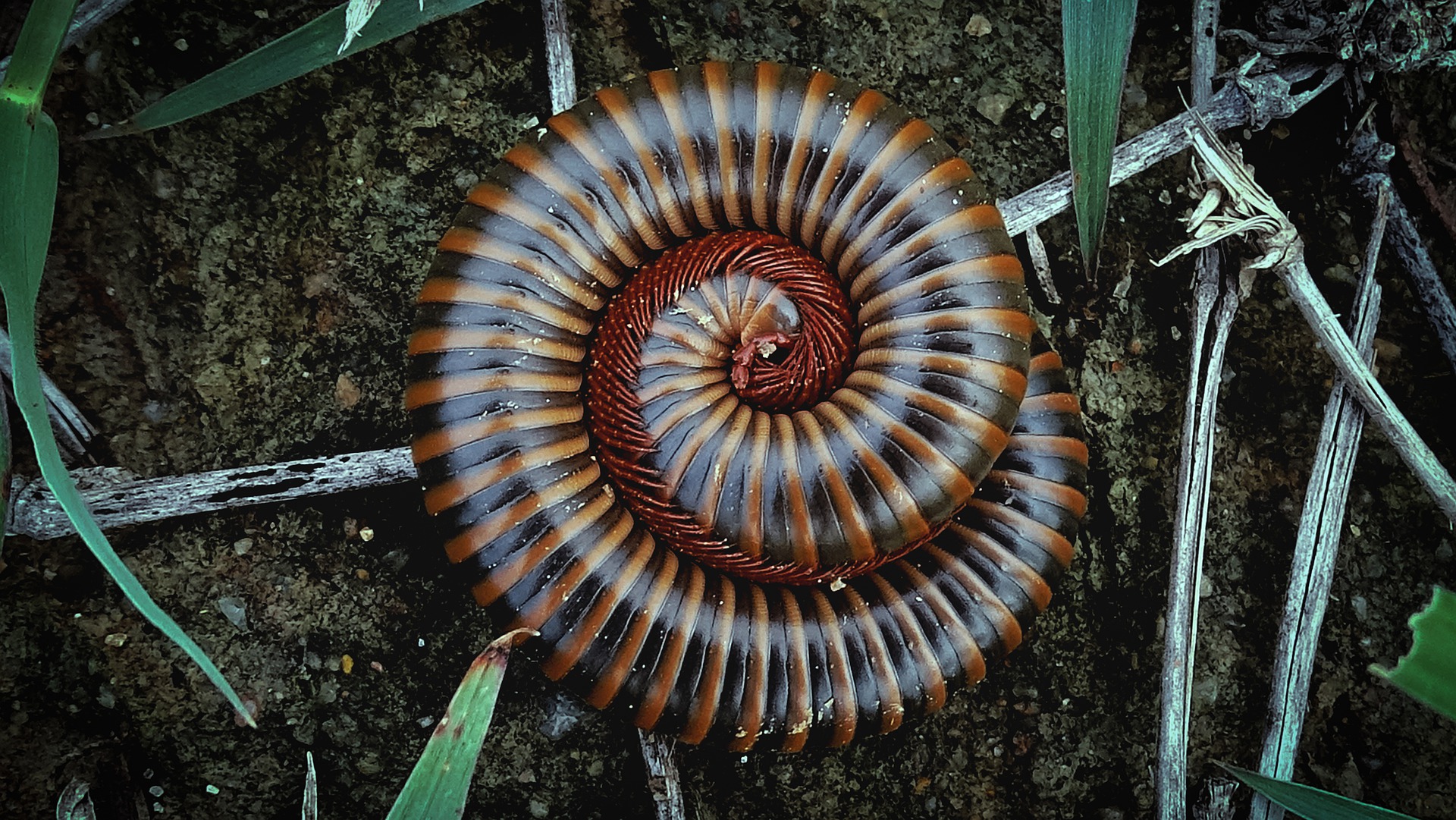 A giant millipede tightly coiled up.