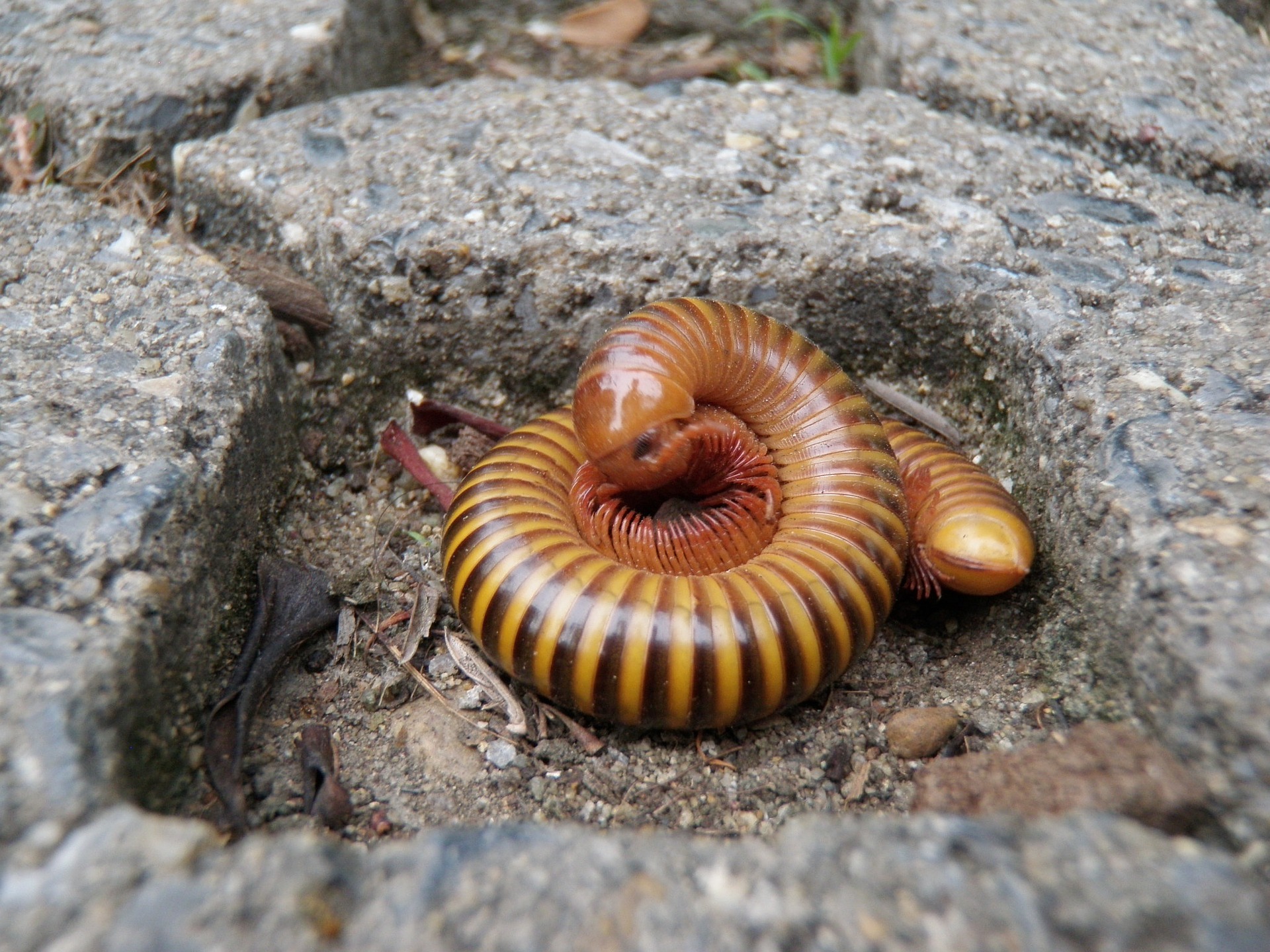 A black and yellow banded giant millipede coiled tightly.